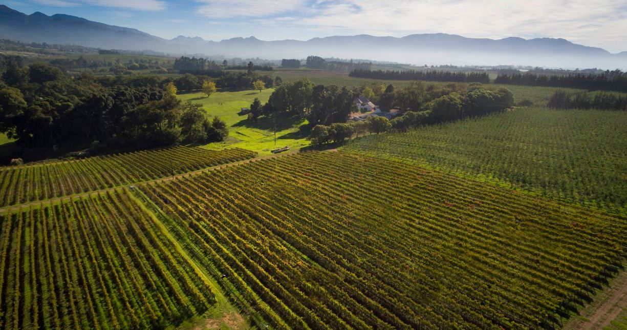 areal shot of vineyard