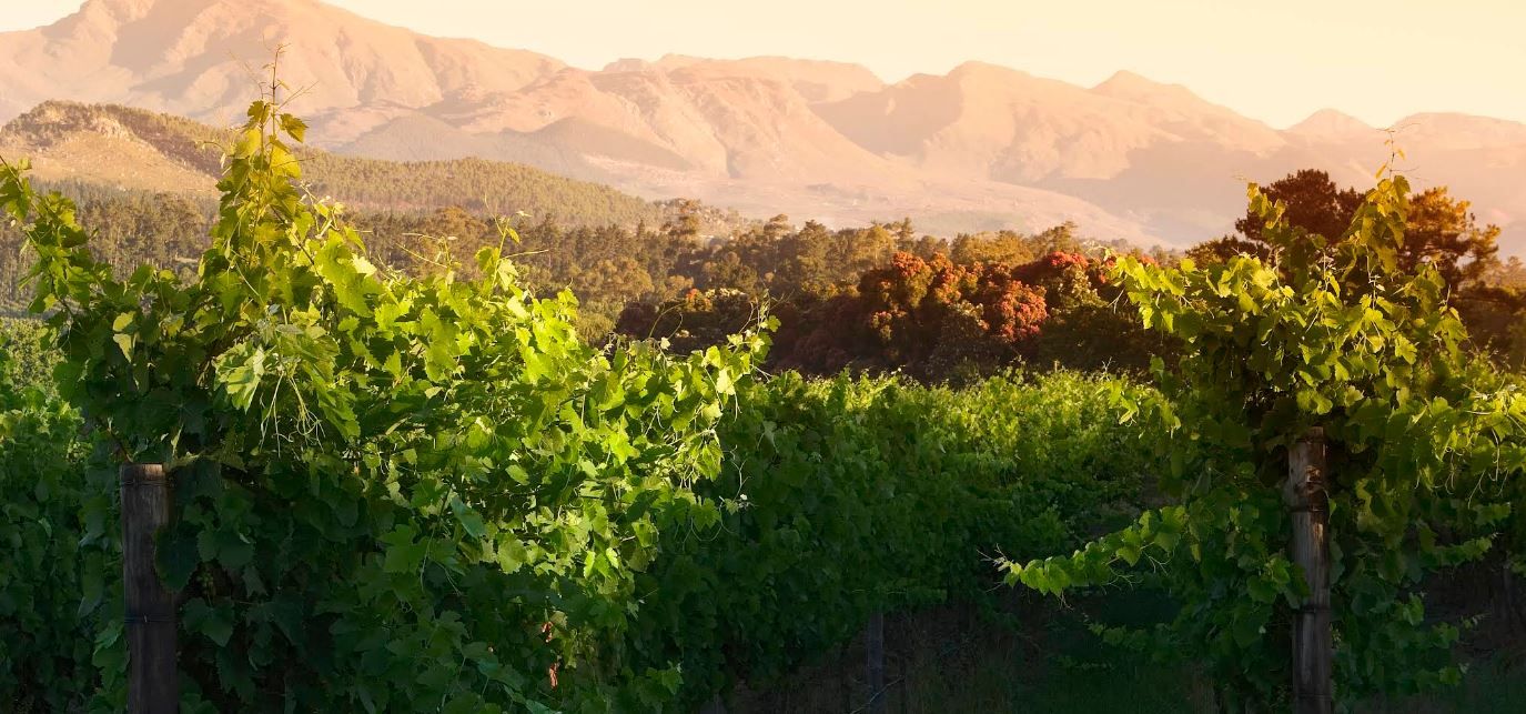 a vineyard at Elgin Vintners