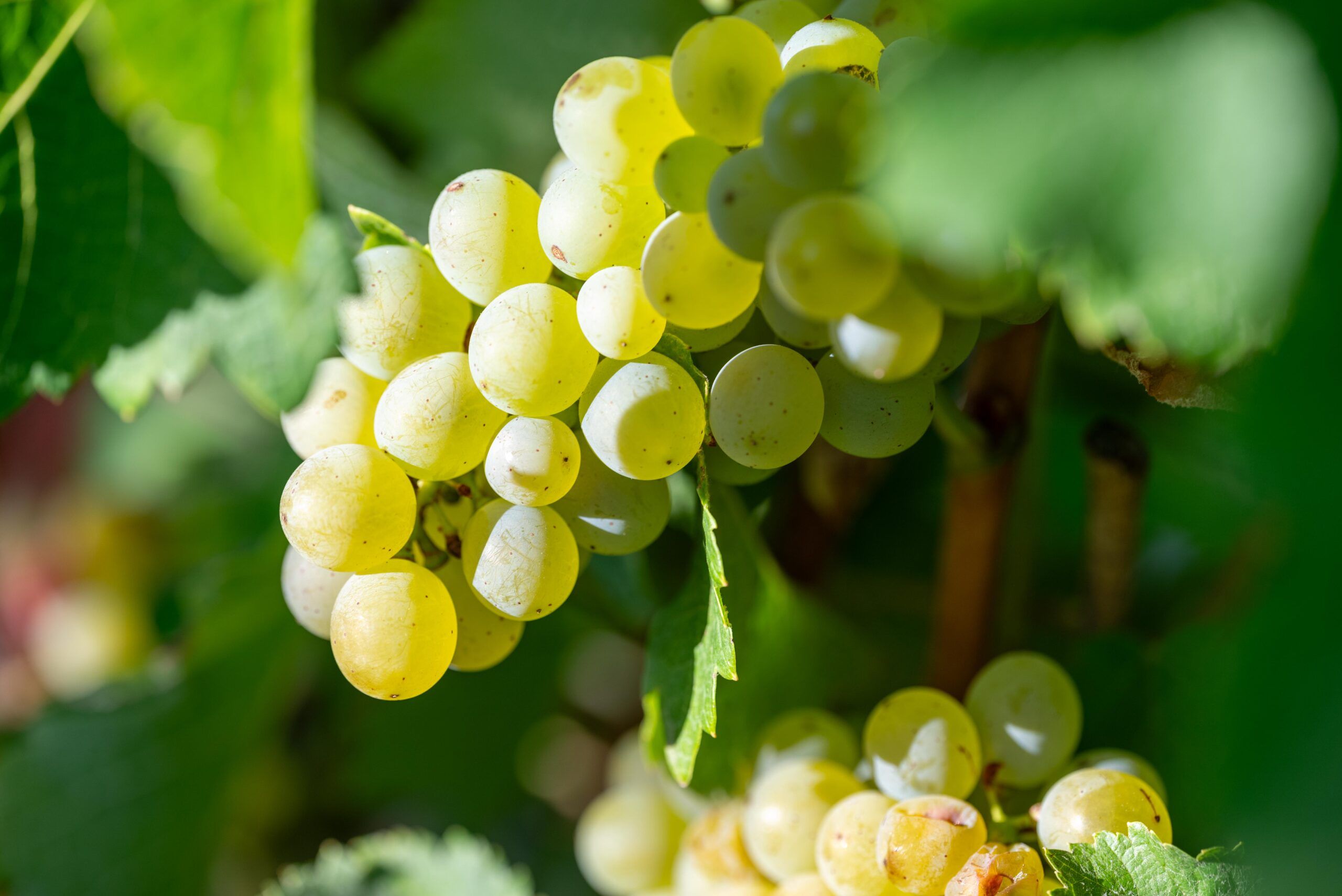 close up of grapes