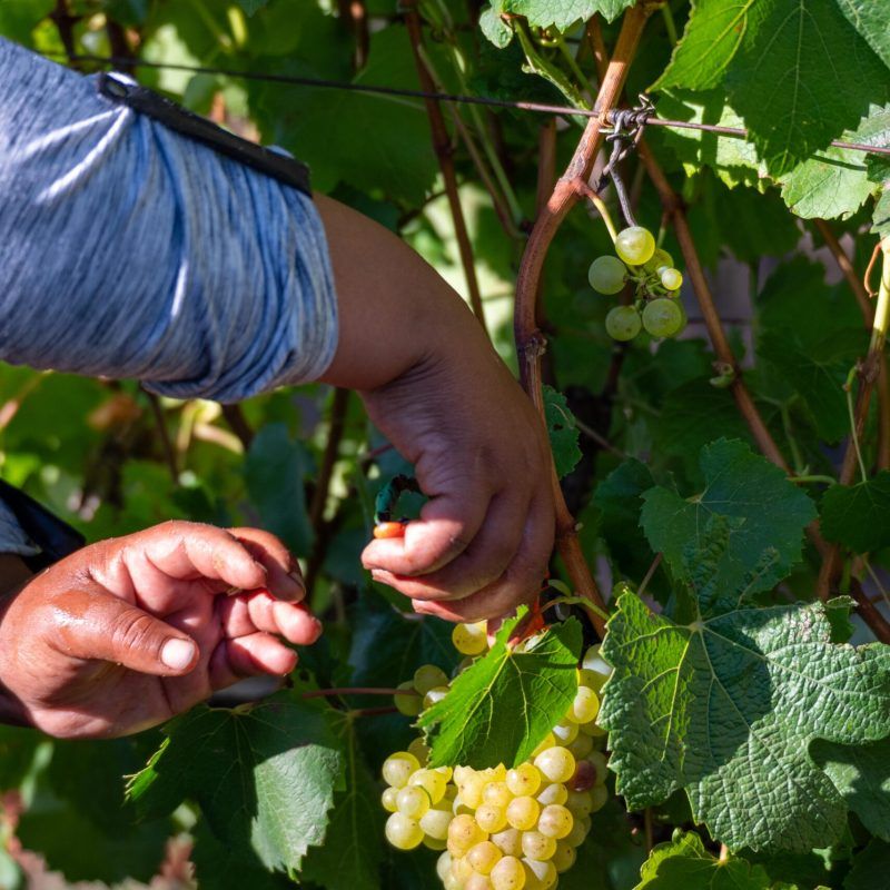 hands picking grapes