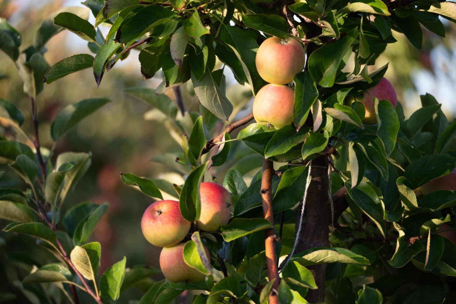 EV Harvest 2025 (35 of 304) close up of apples