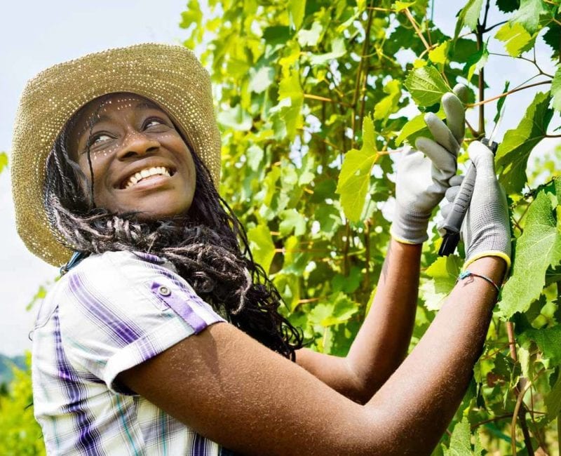 smiling-african-girl-vineyard-1 woman cutting branch in vineyard representing crafts people at Elgin Vintners