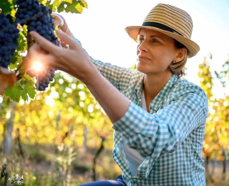 woman-picking-grapes woman picking grapes in vineyard representing crafts people at Elgin Vintners
