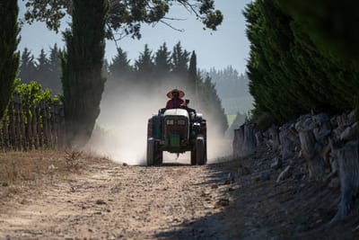 from a distance man with hat driving tractor next to vineyards