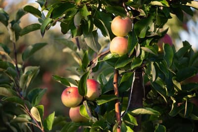 close up of apples