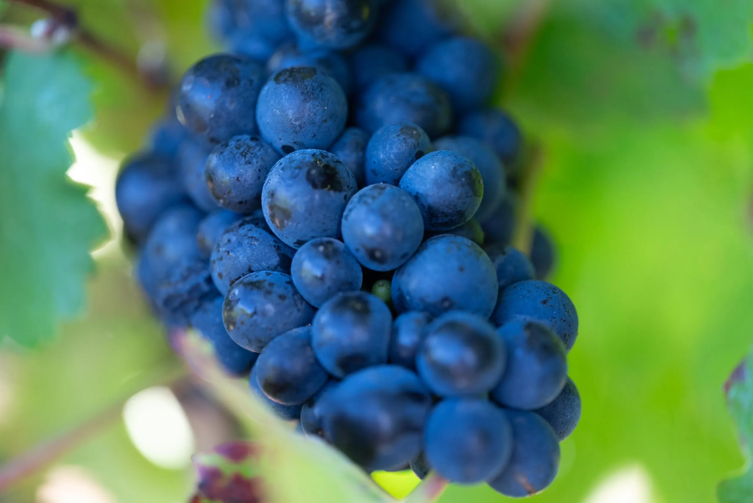 close up of cluster of grapes