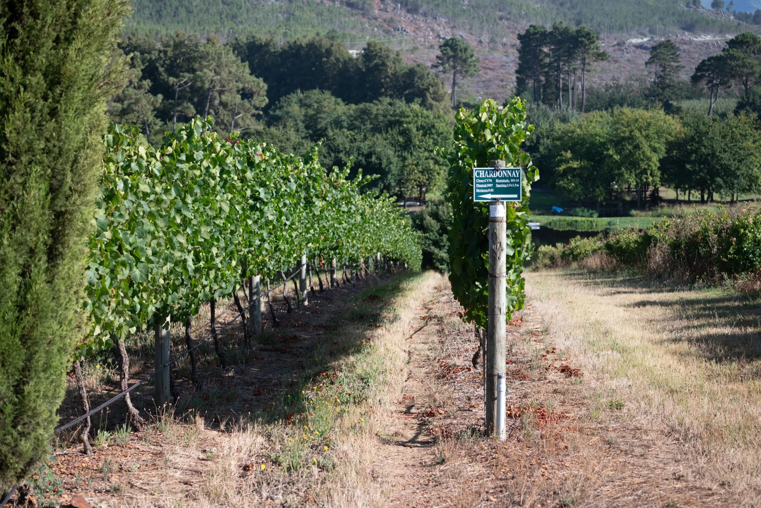 chardonnay vineyards