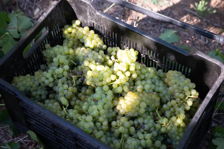 Raising a Glass to Resilience with crate of our fine grapes