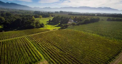 areal shot of vineyard