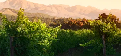 a vineyard at Elgin Vintners