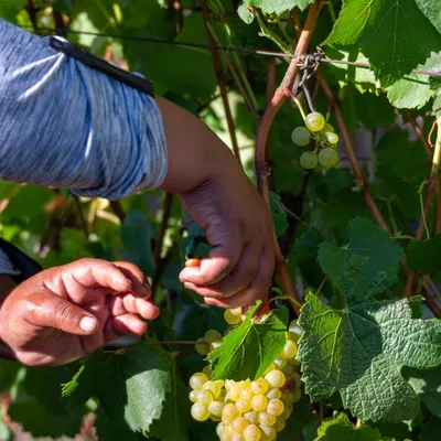 hands picking grapes