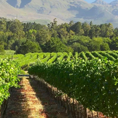 a vineyard at Elgin Vintners