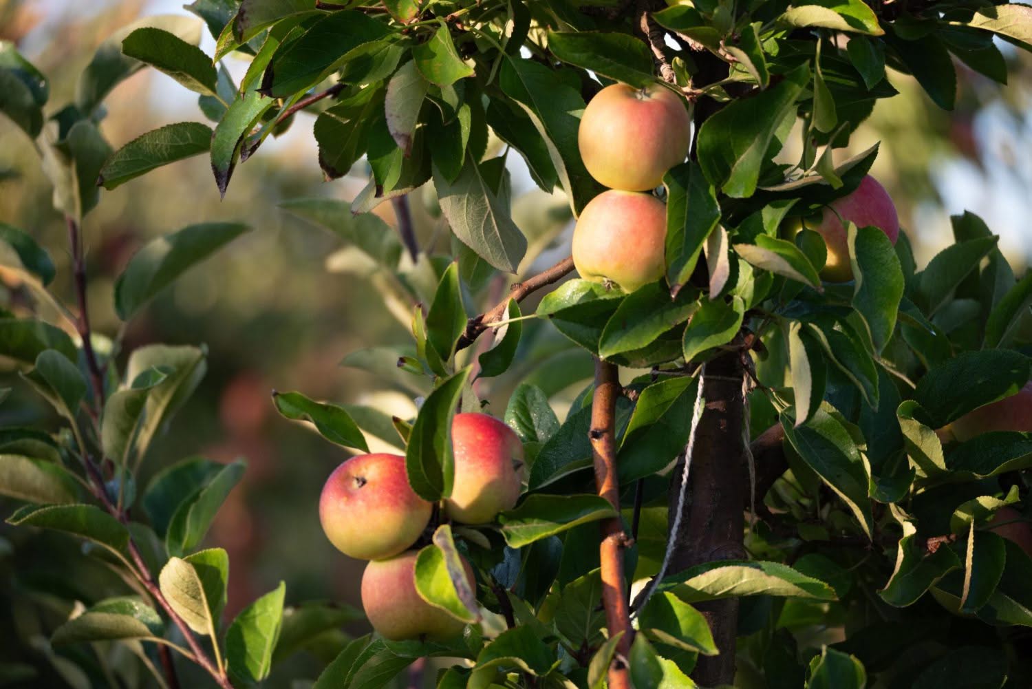 close up of apples